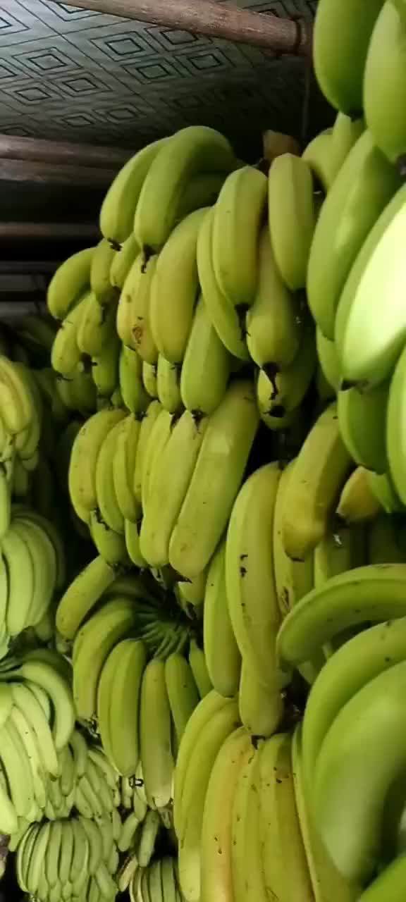 云南香蕉最新價格走勢深度論述，市場趨勢與影響因素分析