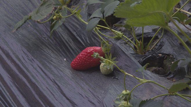 科技引領(lǐng)新生活，重慶雙福蔬菜價(jià)格行情實(shí)時(shí)掌握，蔬菜市場(chǎng)動(dòng)態(tài)盡在眼前