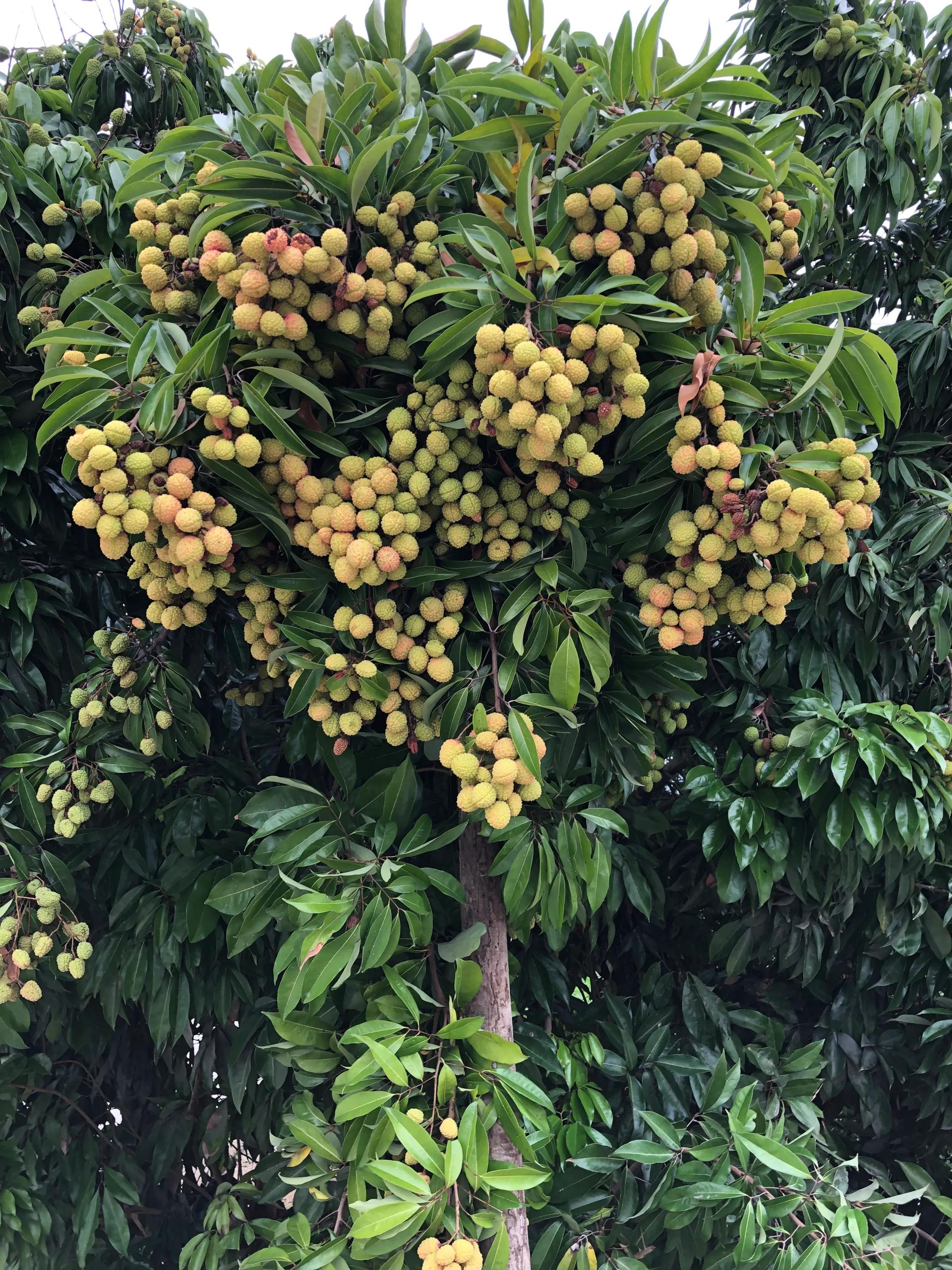 荔枝的成熟季節(jié)與上市月份，回溯荔枝的地位及成熟季節(jié)探討