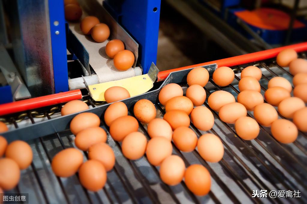 亳州今日雞蛋市場(chǎng)行情概覽????