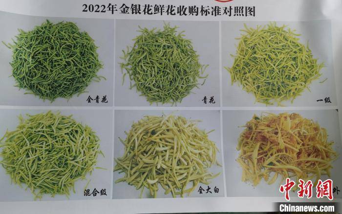 今日金銀花價格行情概覽