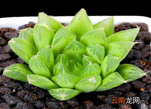 玉露價(jià)格全面指南