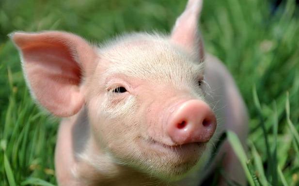 邯鄲今日毛豬價格行情更新及走勢分析