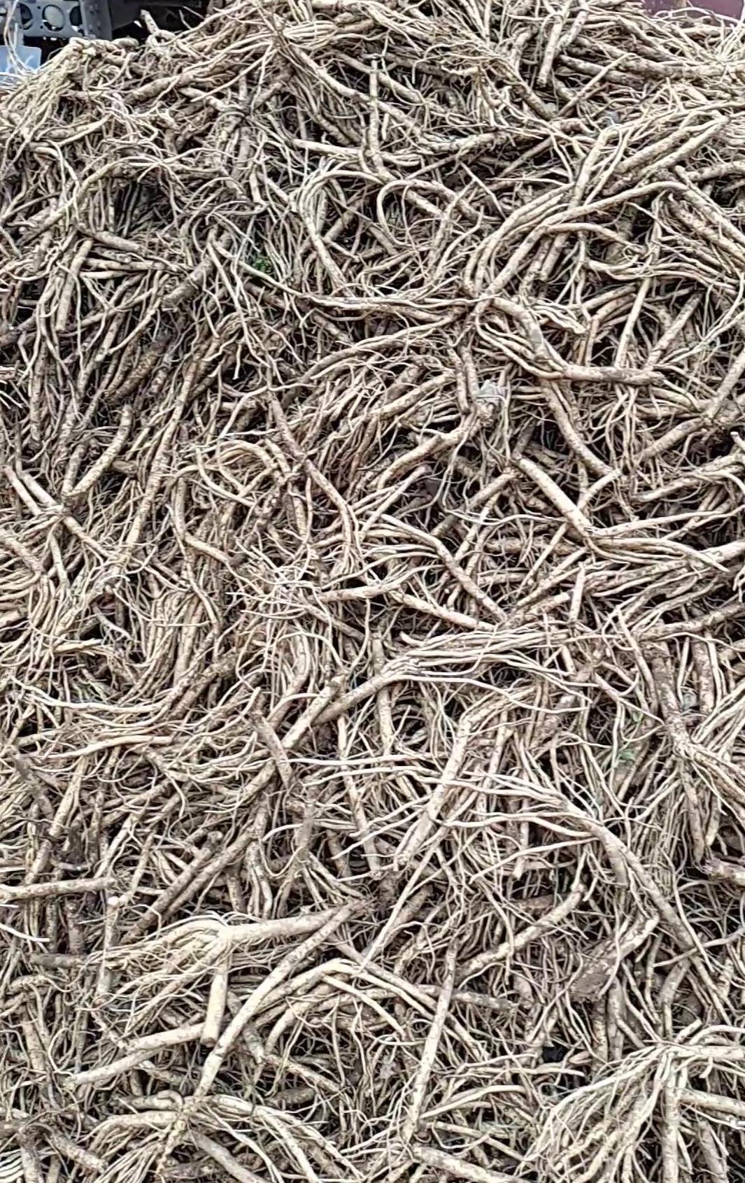 當(dāng)參價格行情解析與預(yù)測