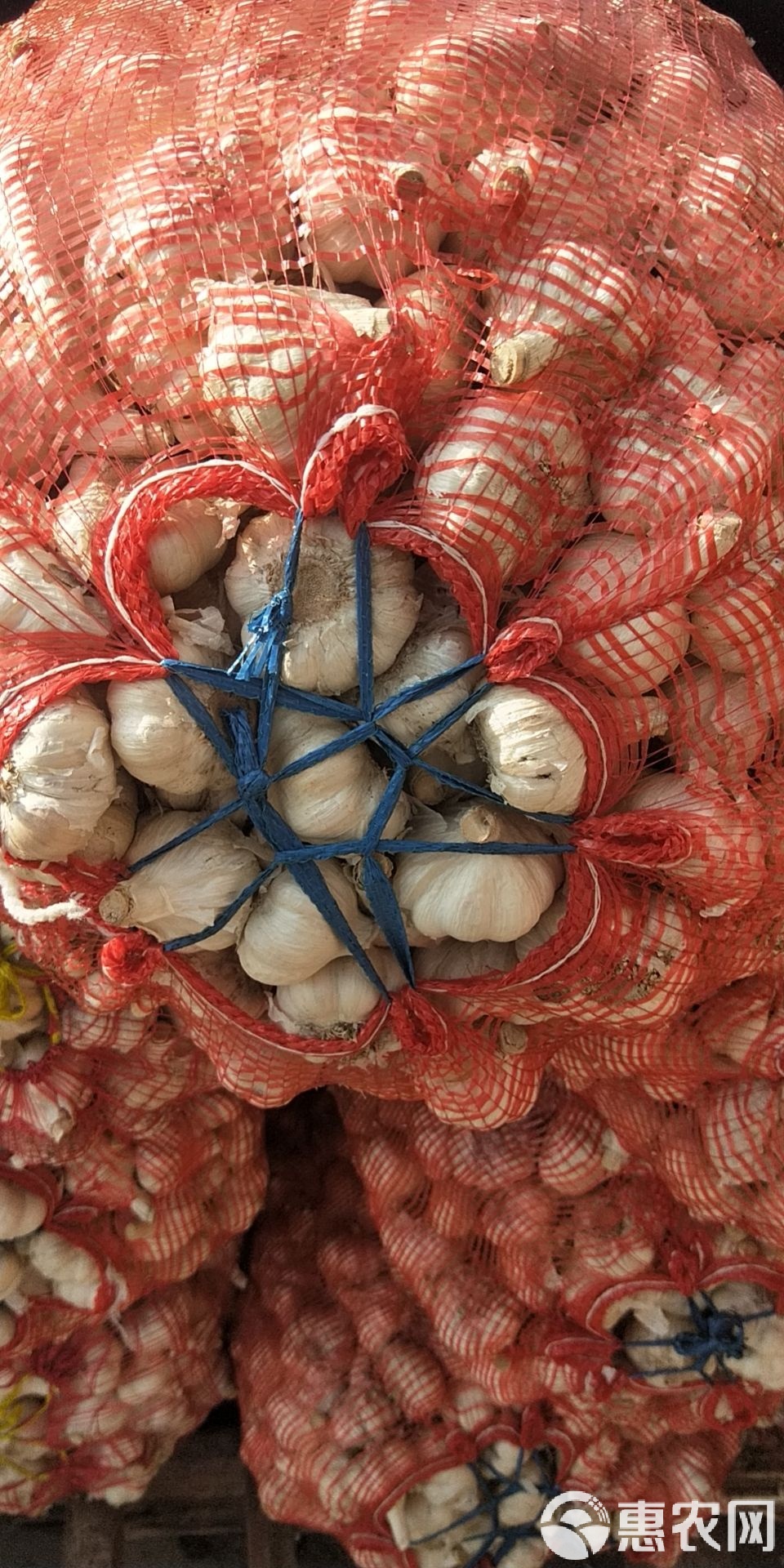 射陽(yáng)大蒜最新價(jià)格行情及市場(chǎng)趨勢(shì)深度解析