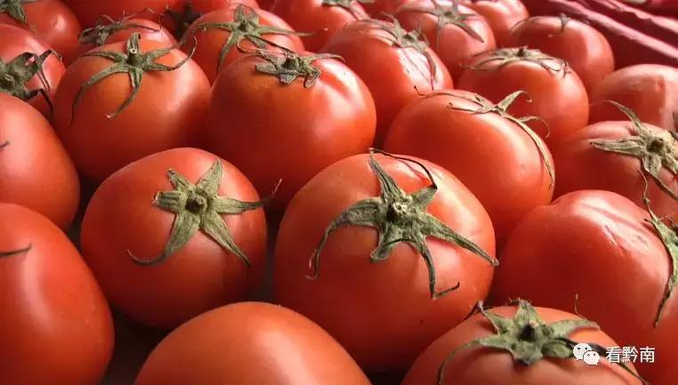 黃瓜市場價格動態(tài)分析或更新報告