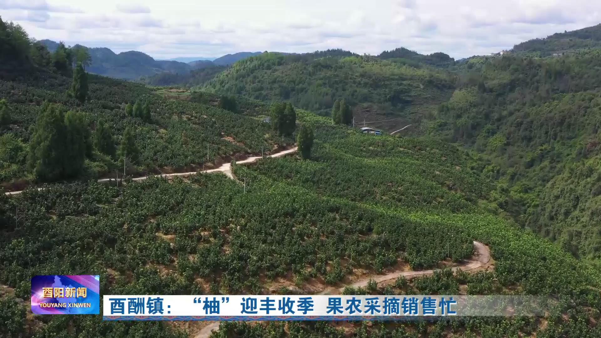 酉陽貼吧小巷深處的獨特風(fēng)味特色小店最新消息探索指南