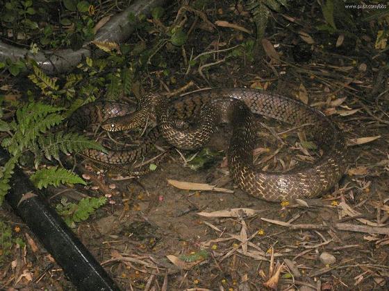 養(yǎng)殖水律蛇最新方法與技巧