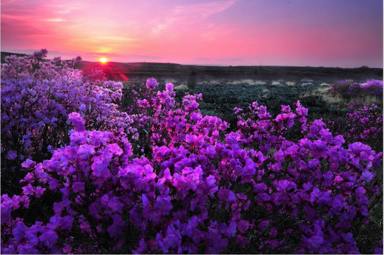 龍江春天的最新進展及其深度觀點分析