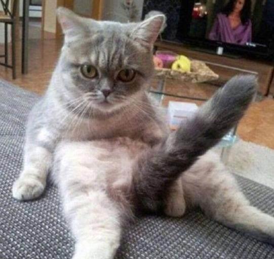 貓咪最新污與美景的親密旅行體驗(yàn)