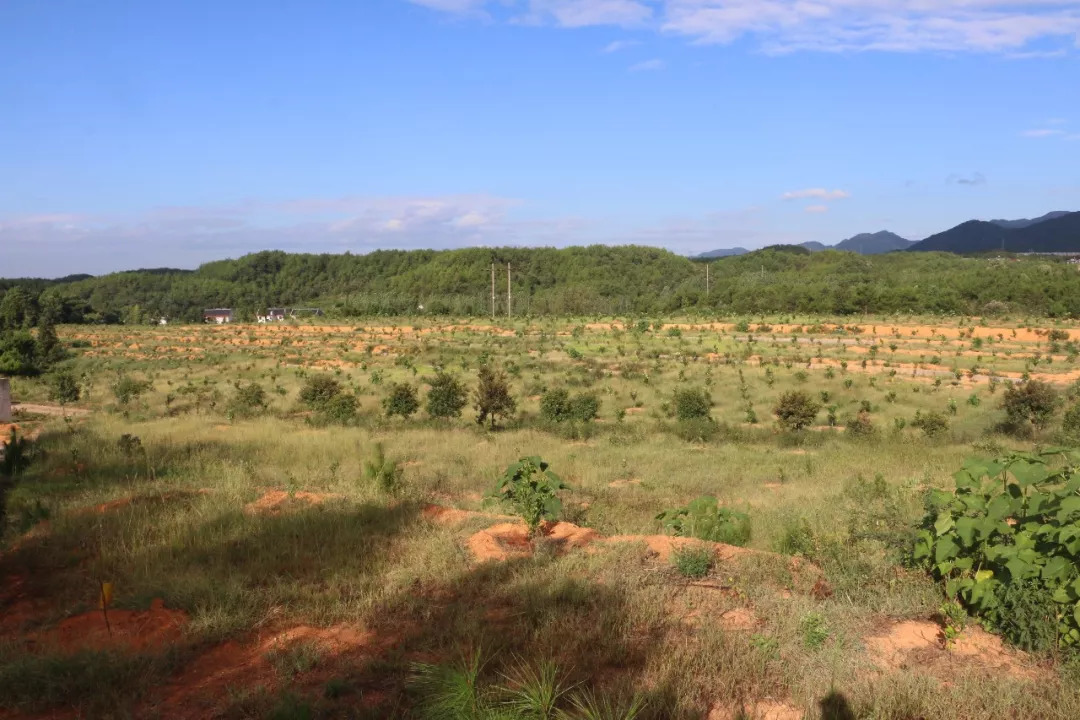 最新鄉(xiāng)愁，心靈的歸宿與時代的交融變遷