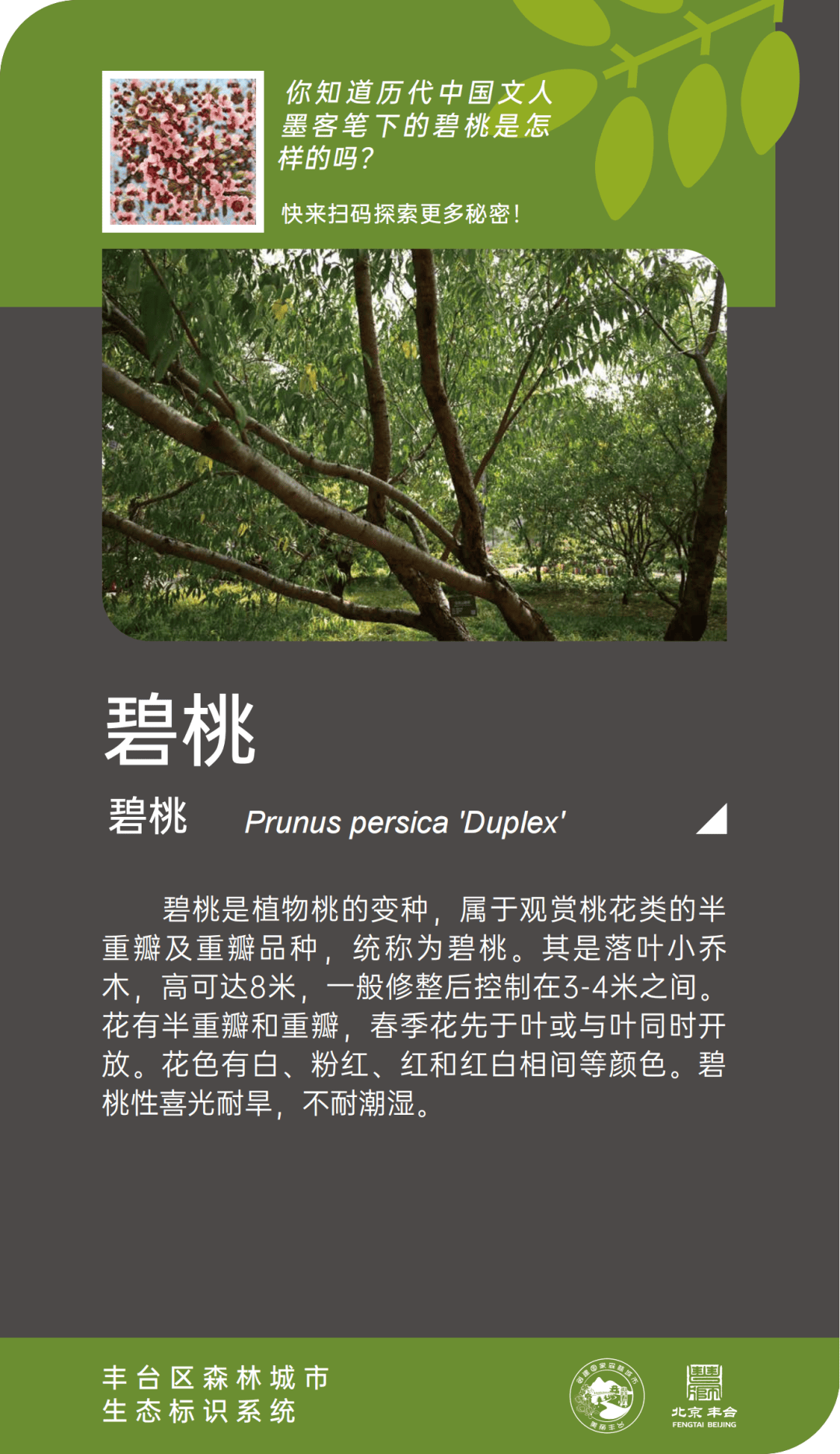 碧桃最新行情深度解析