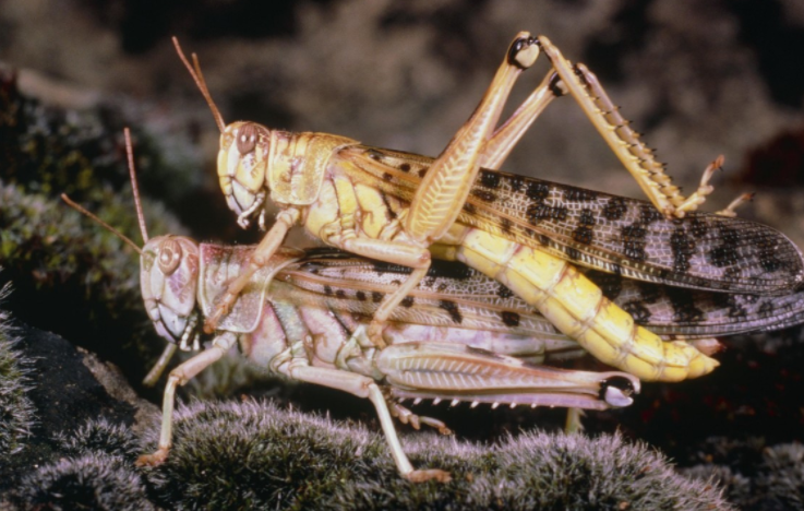 揭秘蝗蟲危害背后的自然美景之旅