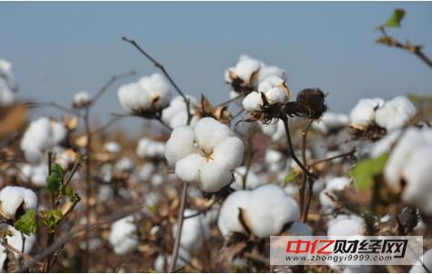今日棉花最新價格及市場走勢分析與展望