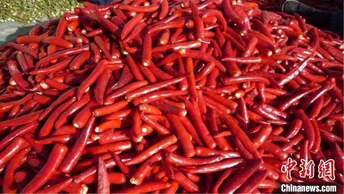 干辣椒最新價格探討與分析