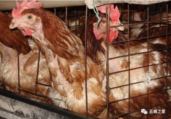 肉毛雞價格最新行情分析與趨勢預測